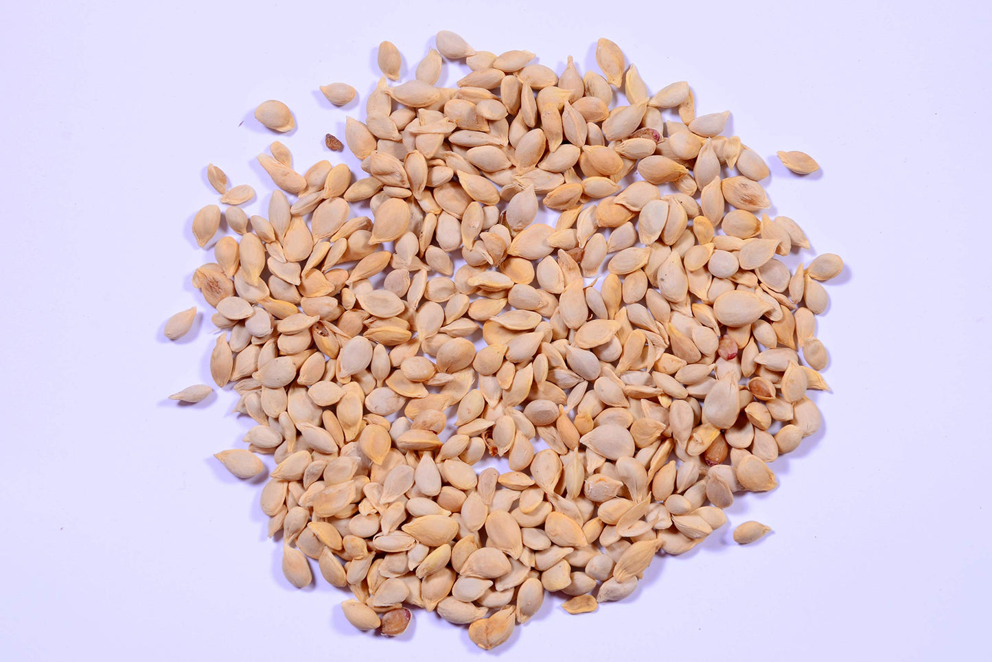 Citrus aurantifolia lime seeds for cultivation or oil extraction