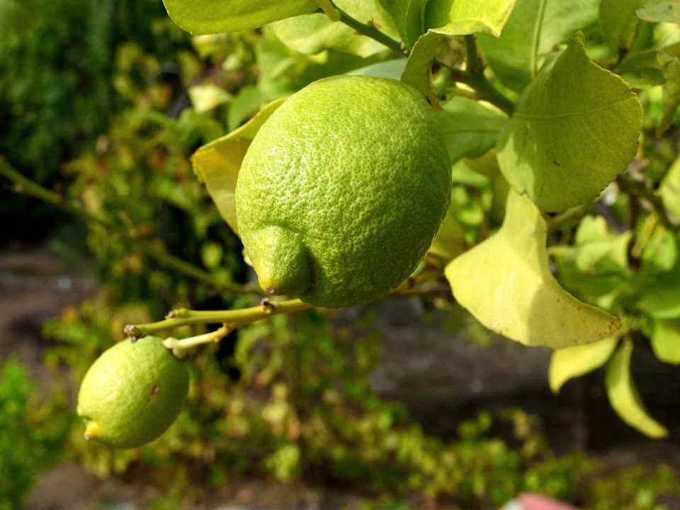 Two green limes hanging among leaves on a citrus tree.